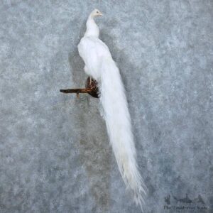 Indian Peacock Bird Mount For Sale #15781 @ The Taxidermy Store