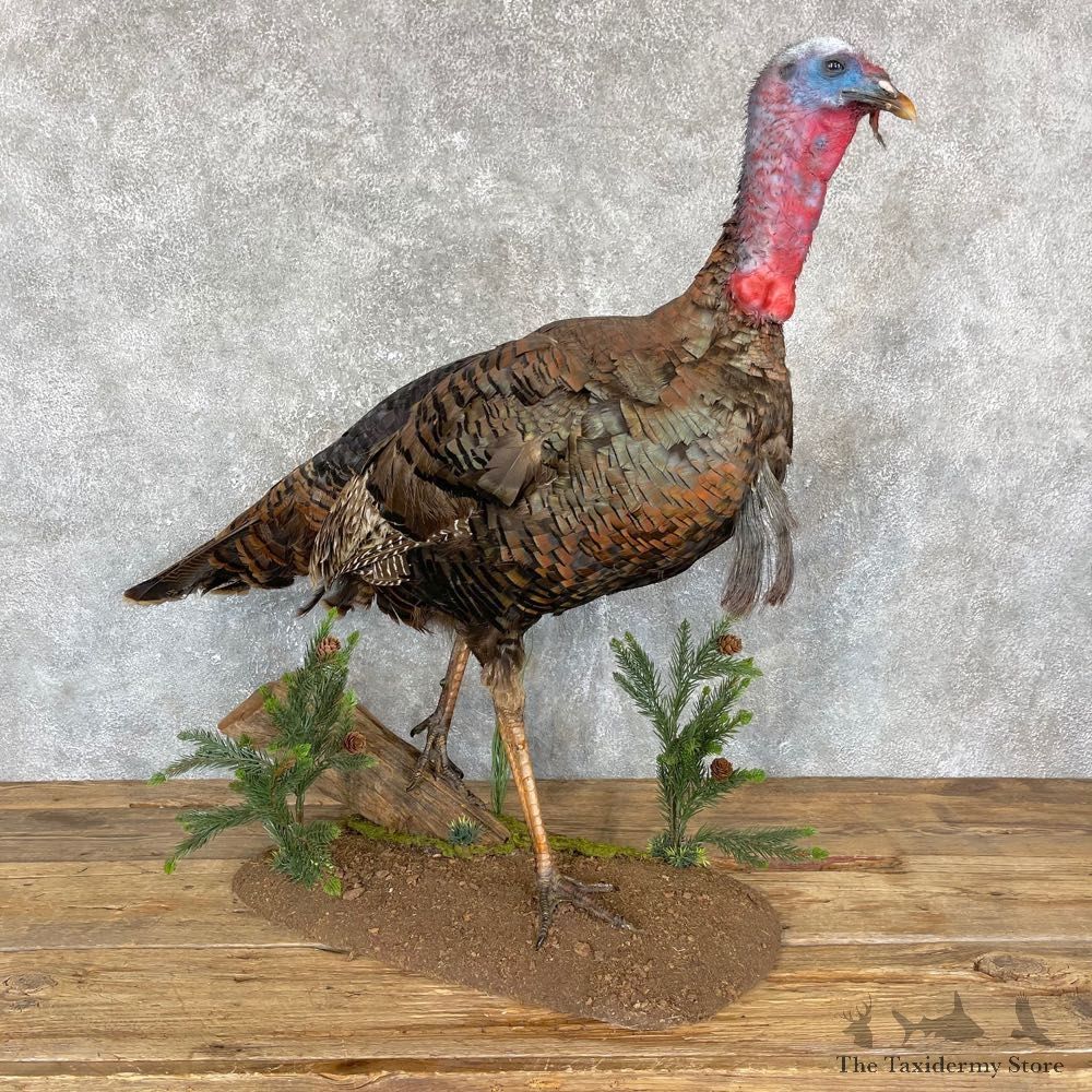 Eastern Turkey Bird Mount For Sale #24328 @ The Taxidermy Store