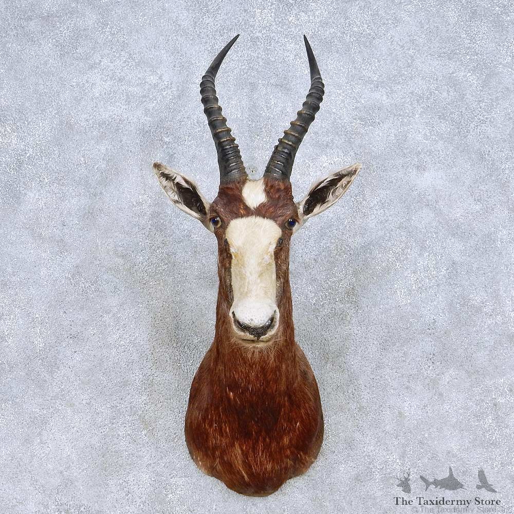 African Blesbok Taxidermy Shoulder Mount For Sale #13982 @ The Taxidermy Store
