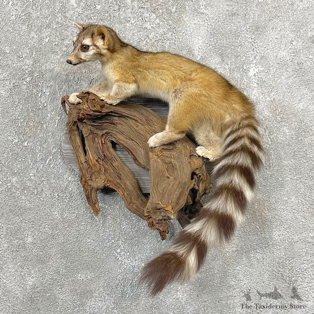 Ringtail Cat Mount For Sale #24798 @ The Taxidermy Store