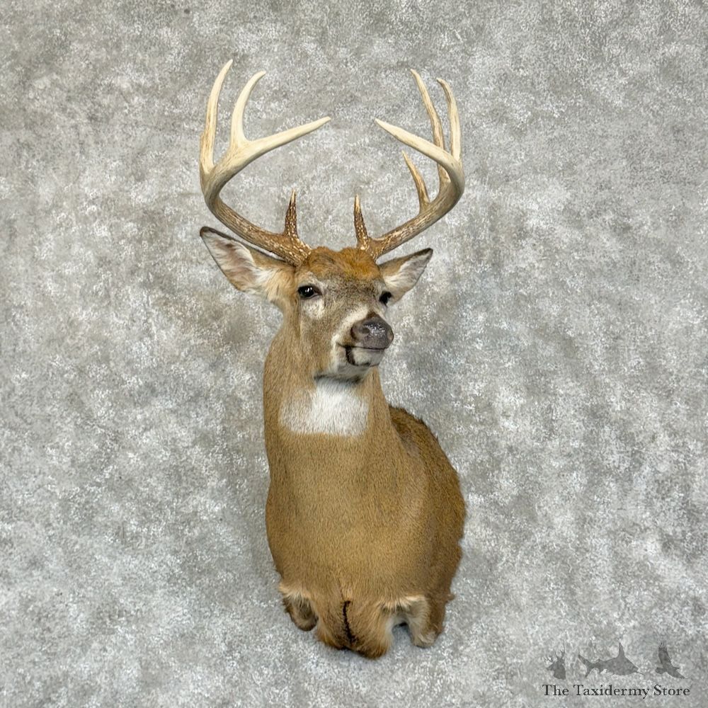 Whitetail Deer Shoulder Mount For Sale #29392 - The Taxidermy Store