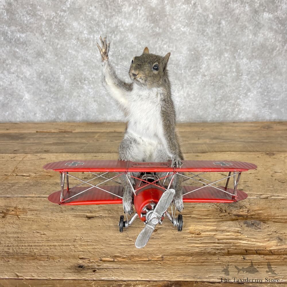 Novelty Grey Squirrel Mount For Sale #28221 @ The Taxidermy Store