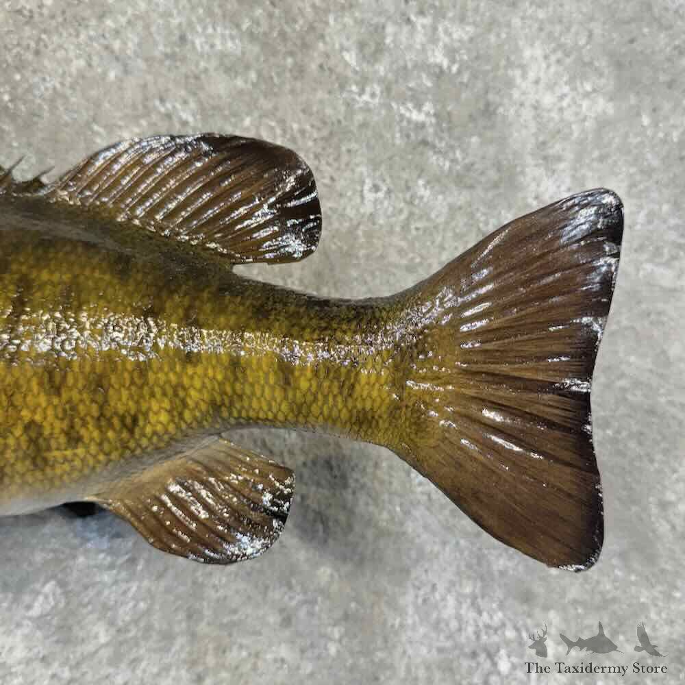 Smallmouth Bass Fish Mount For Sale #32221 @ The Taxidermy Store