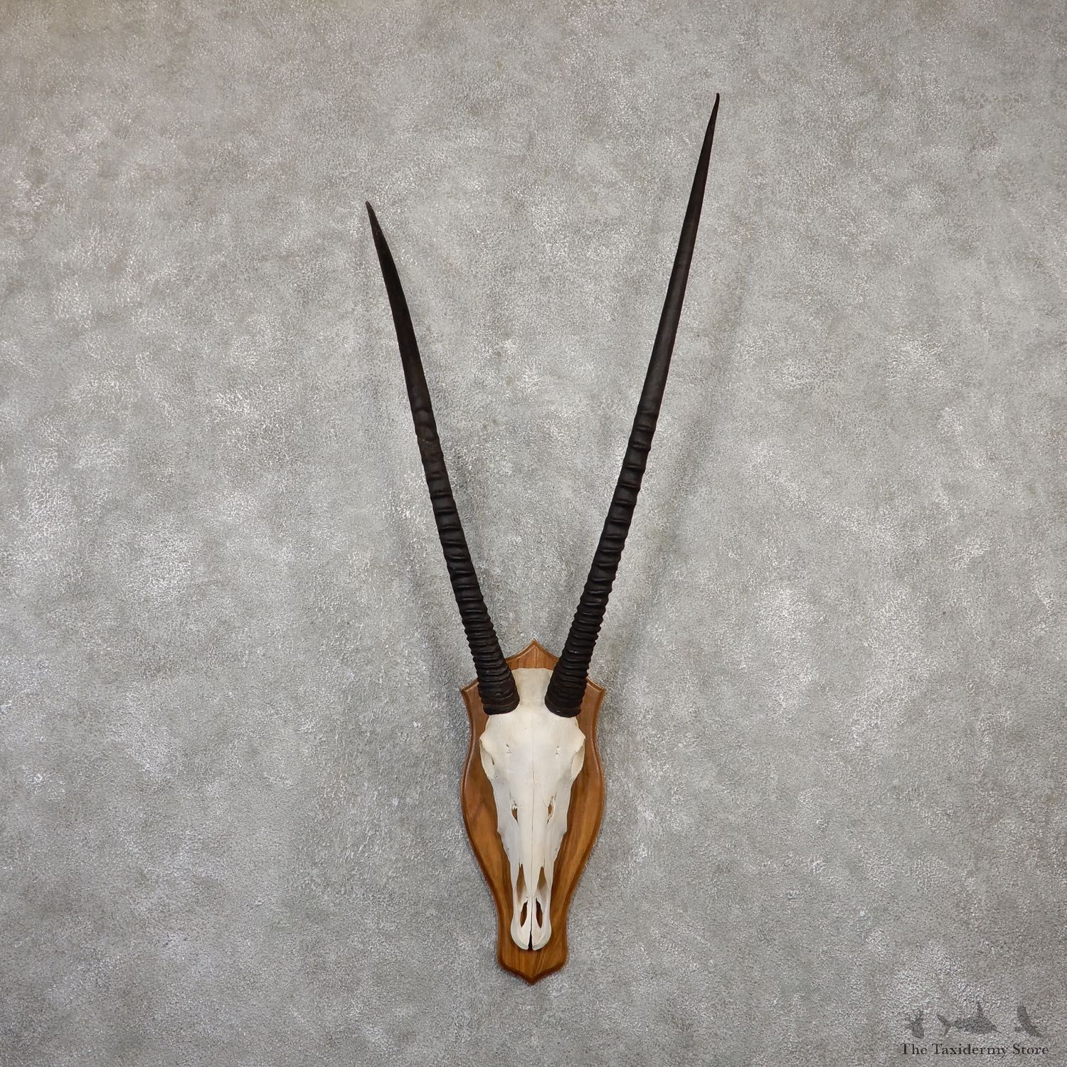 Gemsbok Skull Horns European Plaque Mount #20062 For Sale @ The Taxidermy Store