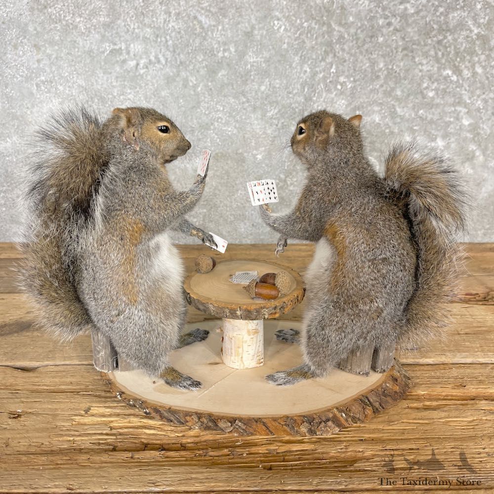 Poker Squirrels Novelty Mount For Sale #27118 @ The Taxidermy Store