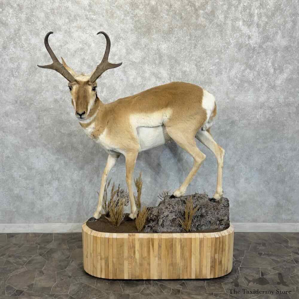 Pronghorn Antelope Life Size Mount For Sale #30731 @ The Taxidermy Store