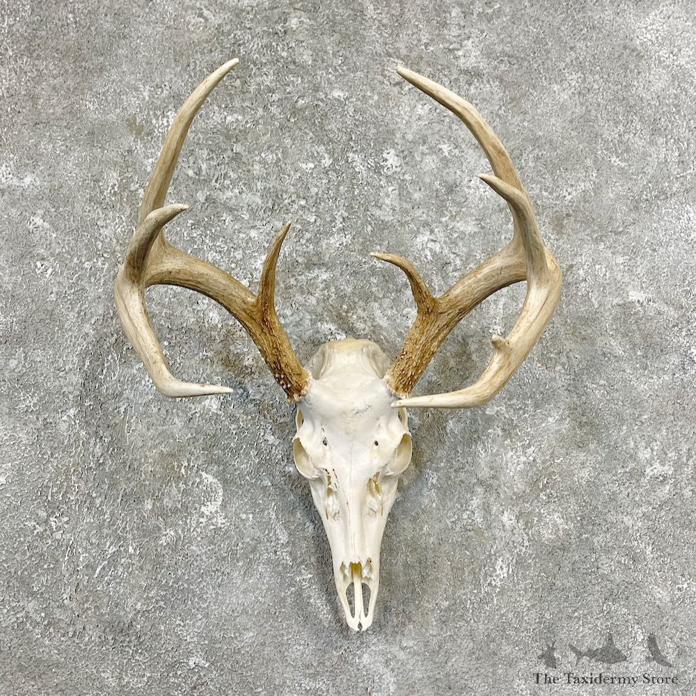 Whitetail Deer Skull European Mount For Sale #26254 @ The Taxidermy Store