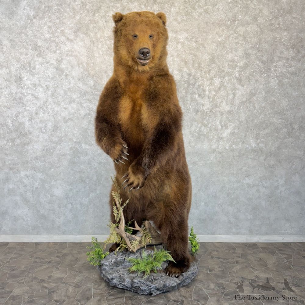 Brown Bear Life-Size Mount For Sale #29996 @ The Taxidermy Store