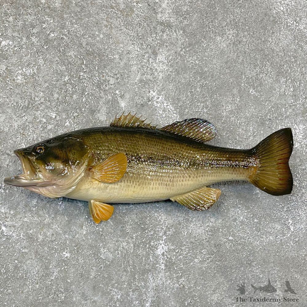 Largemouth Bass Fish Mount For Sale #24125 @ The Taxidermy Store