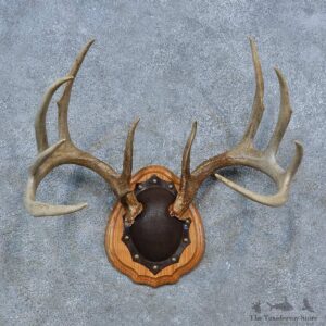 Whitetail Deer Antler Plaque Mount For Sale #15340 @ The Taxidermy Store