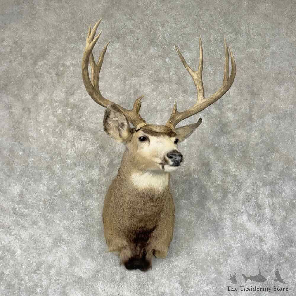 Mule Deer Shoulder Mount For Sale #31925 @ The Taxidermy Store