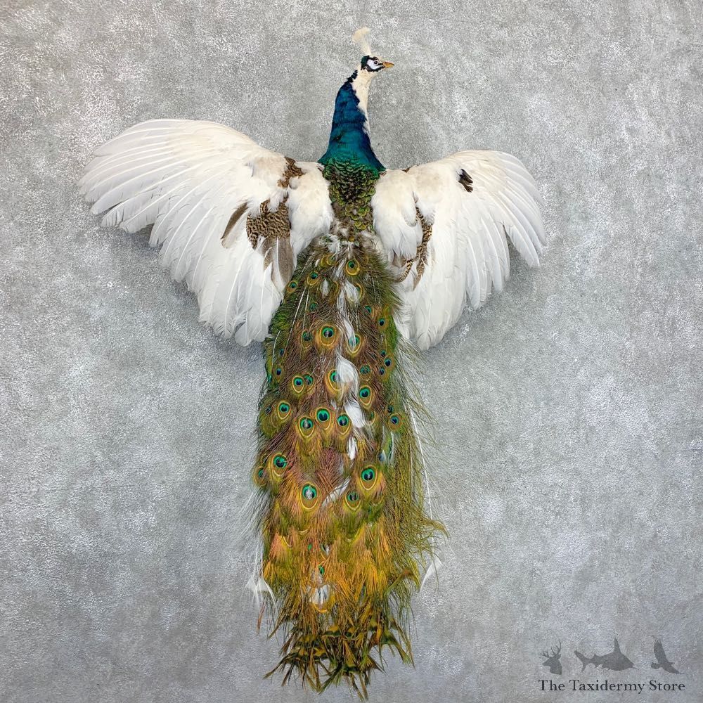 Indian Peacock Bird Mount For Sale #22680 @ The Taxidermy Store
