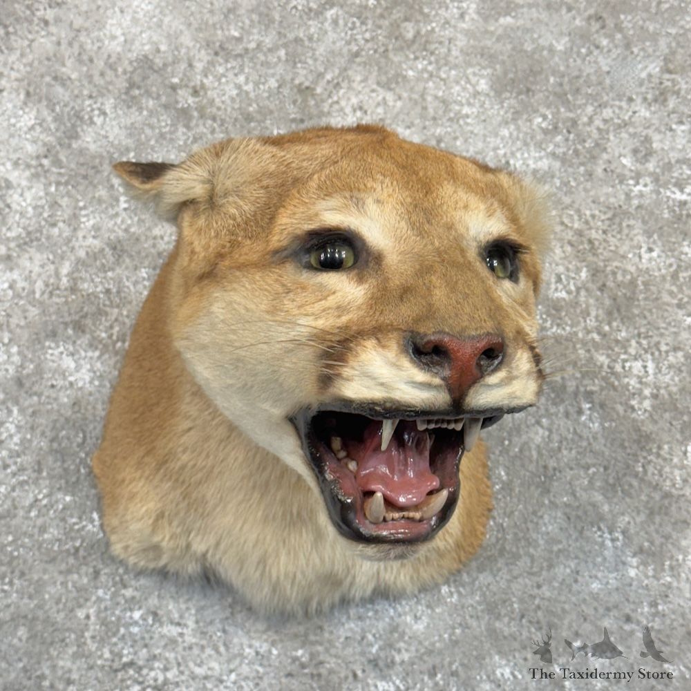 Mountain Lion Cougar Shoulder Mount For Sale #29999 @ The Taxidermy Store