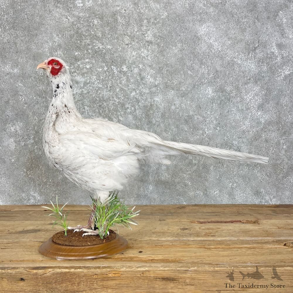 White Pheasant Bird Mount For Sale #28025 @ The Taxidermy Store