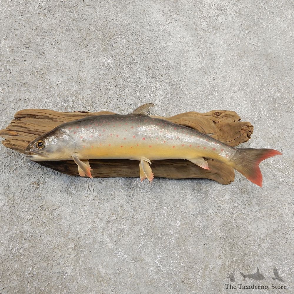 Arctic Char Fish Mount #20939 For Sale @ The Taxidermy Store