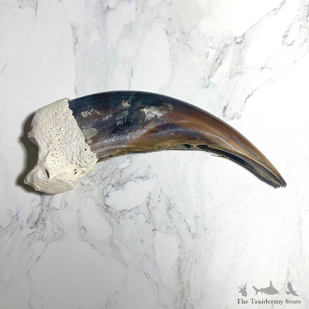 Grizzly Bear Claw For Sale #23786 @ The Taxidermy Store