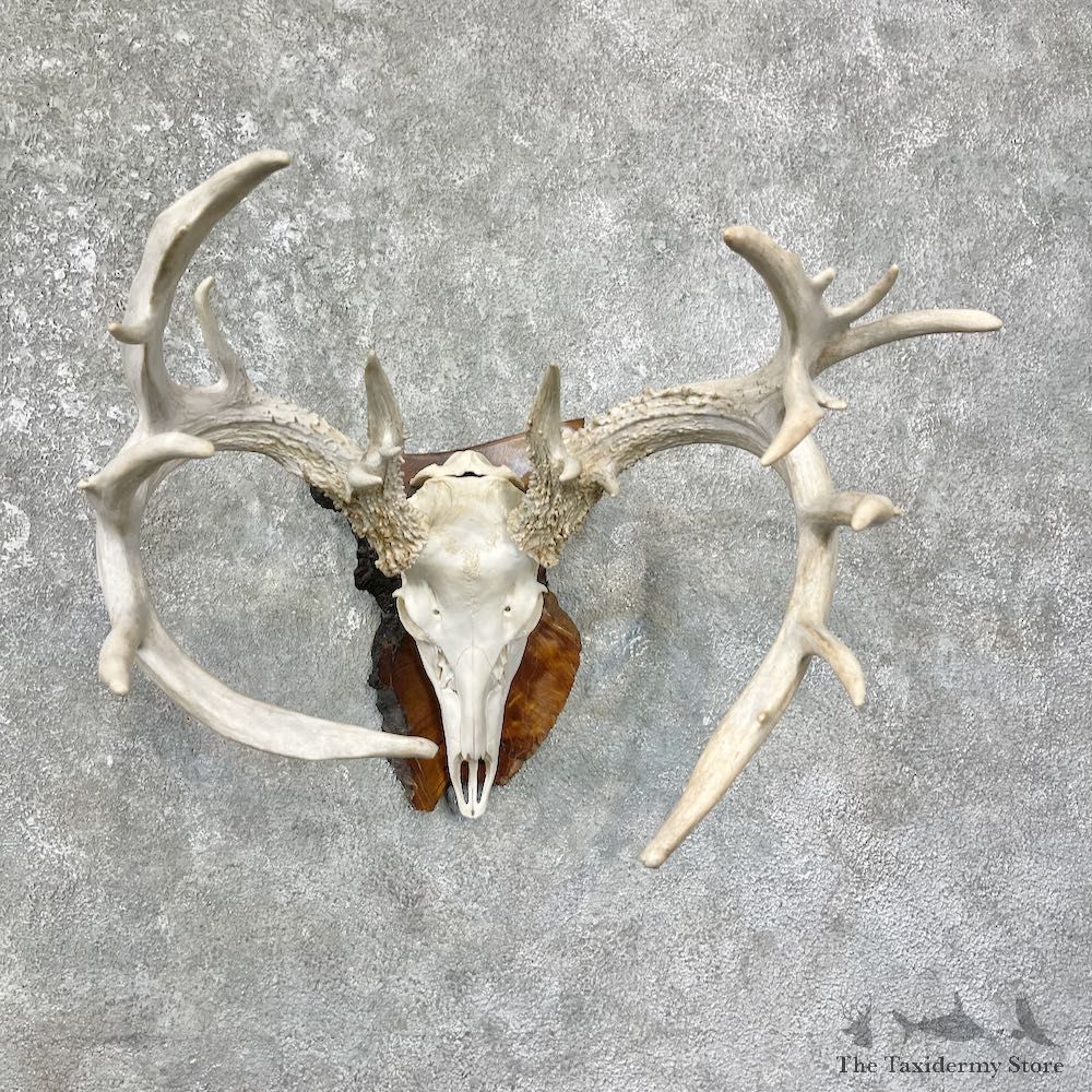 Whitetail Deer Skull European Mount For Sale #25681 @ The Taxidermy Store