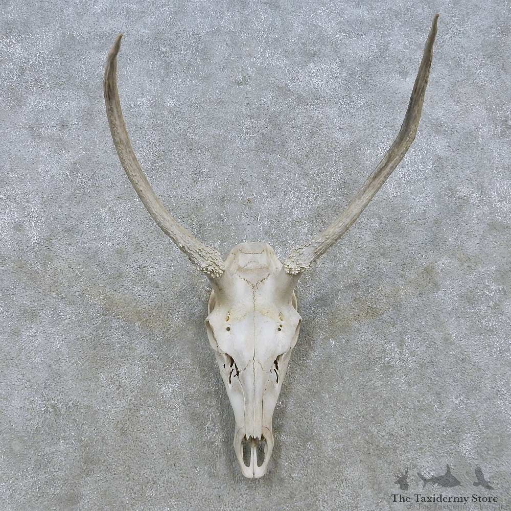 Elk Skull Antler European Mount For Sale #15158 @ The Taxidermy Store