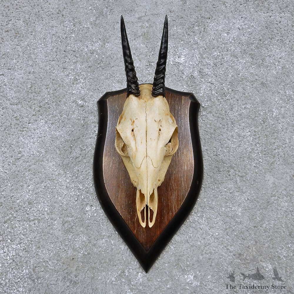 Bush Duiker Skull & Horn European Mount For Sale #14513 @ The Taxidermy Store