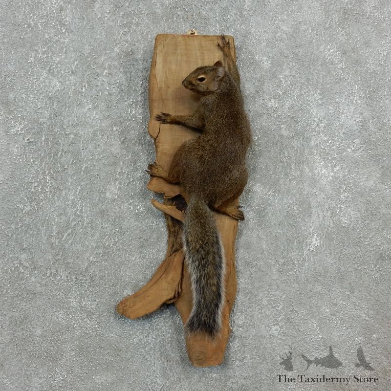 Grey Squirrel Life-Size Mount For Sale #18114 @ The Taxidermy Store