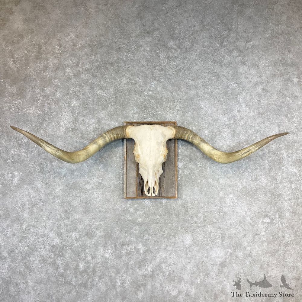 Longhorn Steer Skull European Mount For Sale #26772 @ The Taxidermy Store