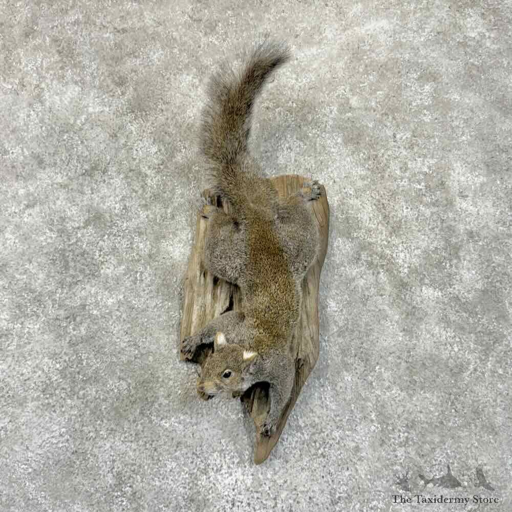 Grey Squirrel Life-Size Mount For Sale #30558 @ The Taxidermy Store