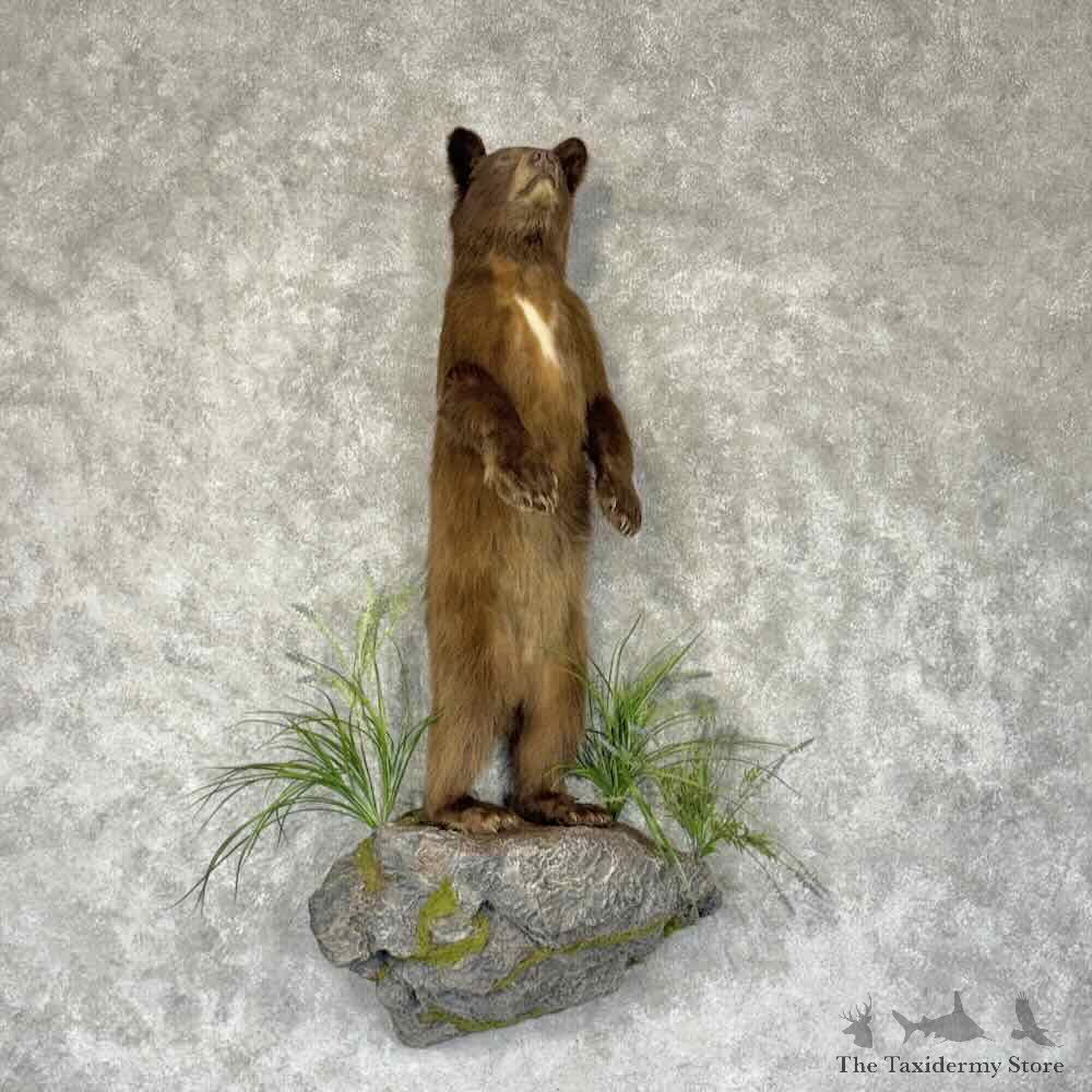 Cinnamon Black Bear Cub Life-Size Mount For Sale #31894 @ The Taxidermy Store