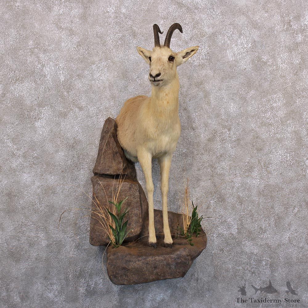 Tibetan Goa Gazelle Half Life Size Taxidermy Mount #12299 For Sale @ The Taxidermy Store