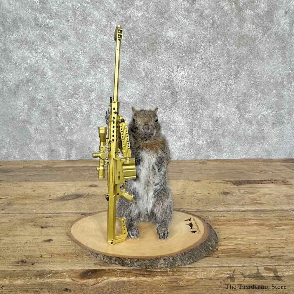 Novelty Grey Squirrel Mount For Sale #31602 @ The Taxidermy Store
