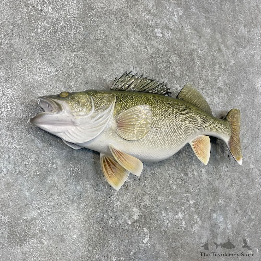 Walleye Fish Mount For Sale #27562 @ The Taxidermy Store