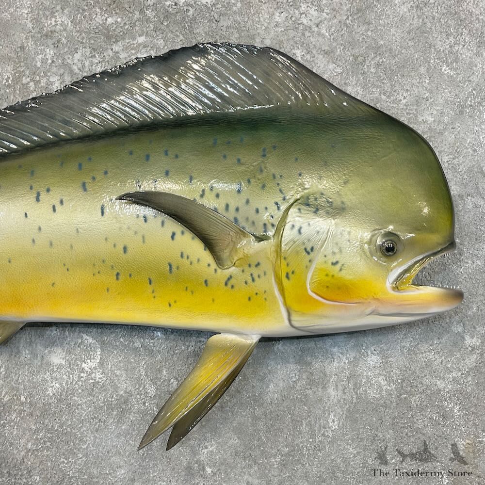 Reproduction Mahi Mahi Fish Mount For Sale #27698 @ The Taxidermy Store