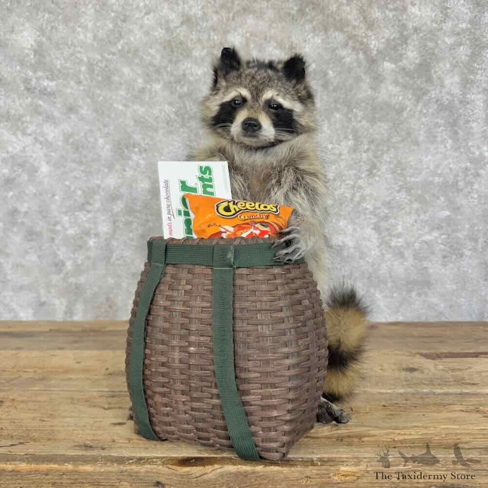 Raccoon Novelty Mount For Sale #30710 @ The Taxidermy Store