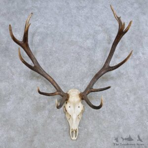 European Red Deer Skull Antler Mount For Sale #14420 @ The Taxidermy Store