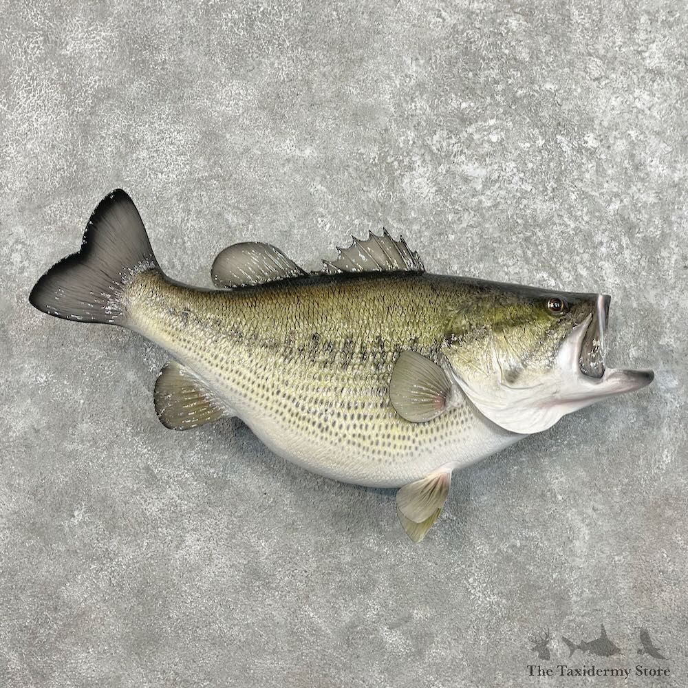 Largemouth Bass Fish Mount For Sale #27540 @ The Taxidermy Store