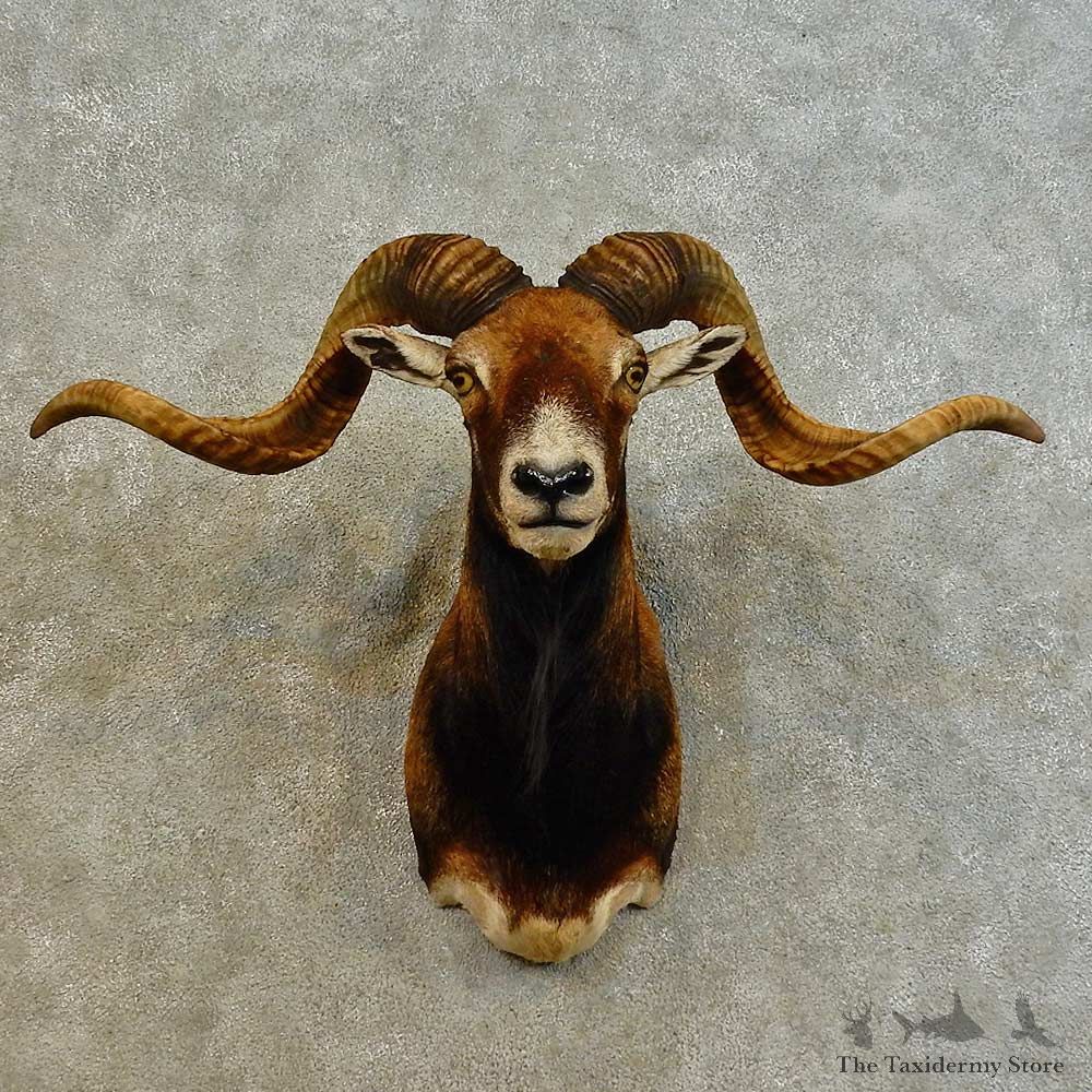 Corsican Ram Shoulder Mount For Sale #16529 @ The Taxidermy Store