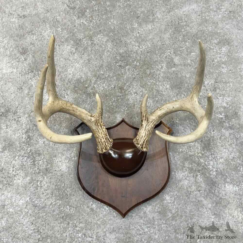 Whitetail Deer Antler Plaque Pair For Sale #30339 @ The Taxidermy Store