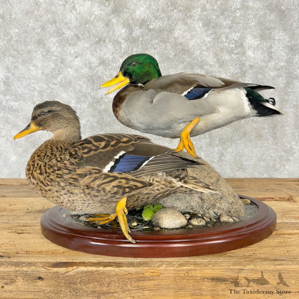 Mallard Duck Scene Mount For Sale #29007 @ The Taxidermy Store