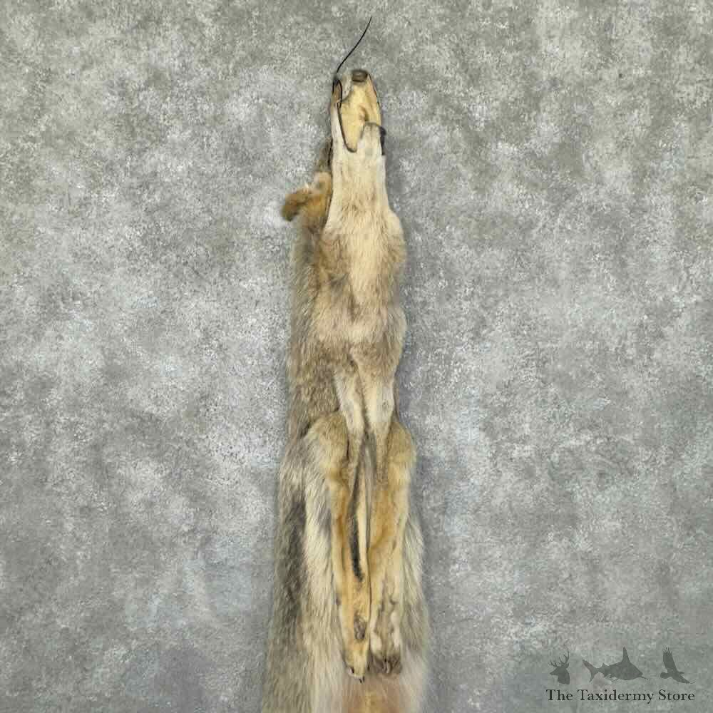 Coyote Dressing Tanned Hide For Sale #30947 @ The Taxidermy Store