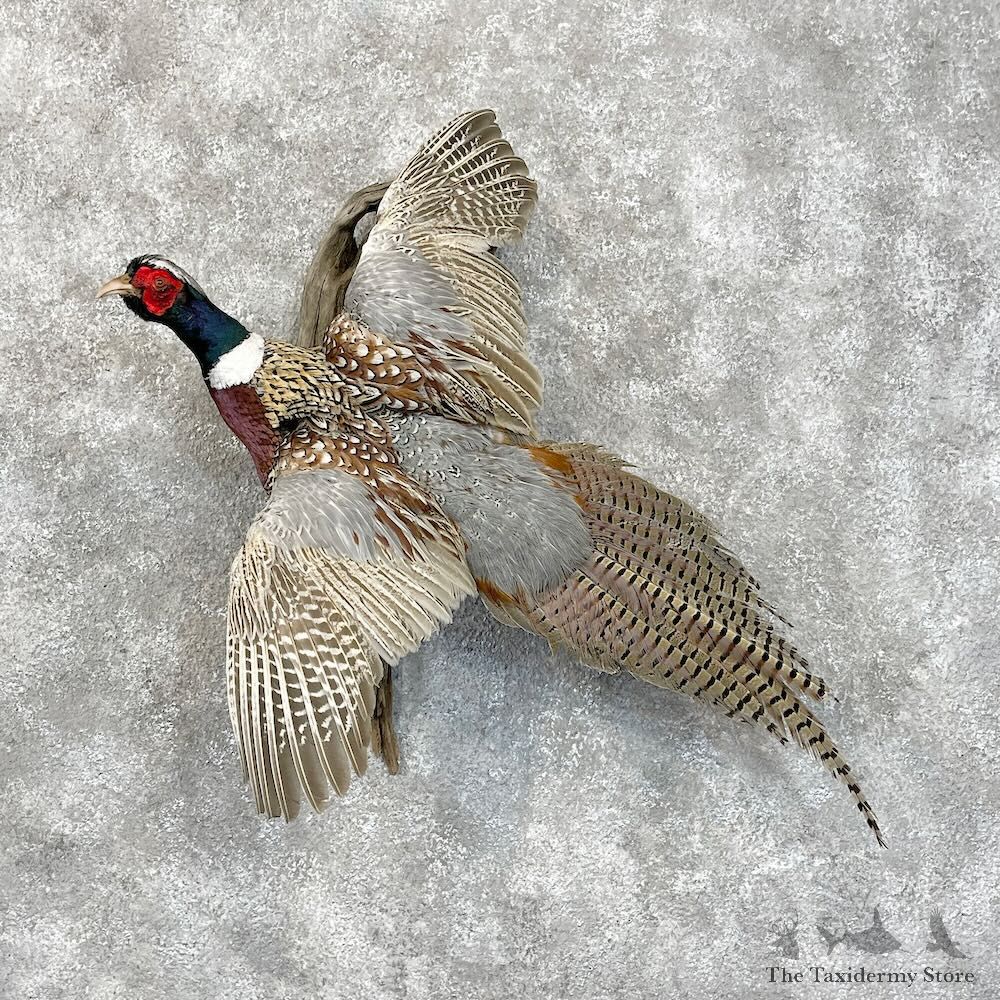 Ringneck Pheasant Bird Mount For Sale #28513 @ The Taxidermy Store