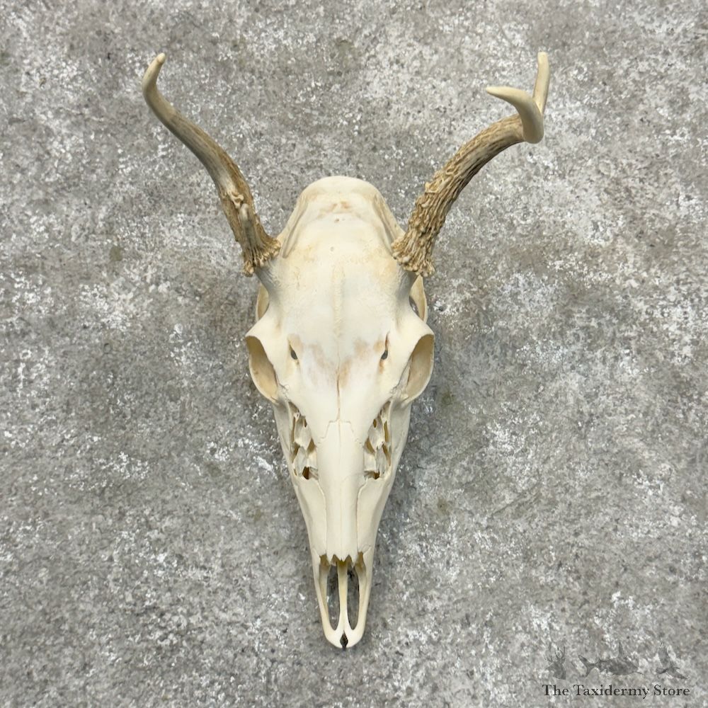 Whitetail Deer Skull European Mount For Sale #29711 @ The Taxidermy Store