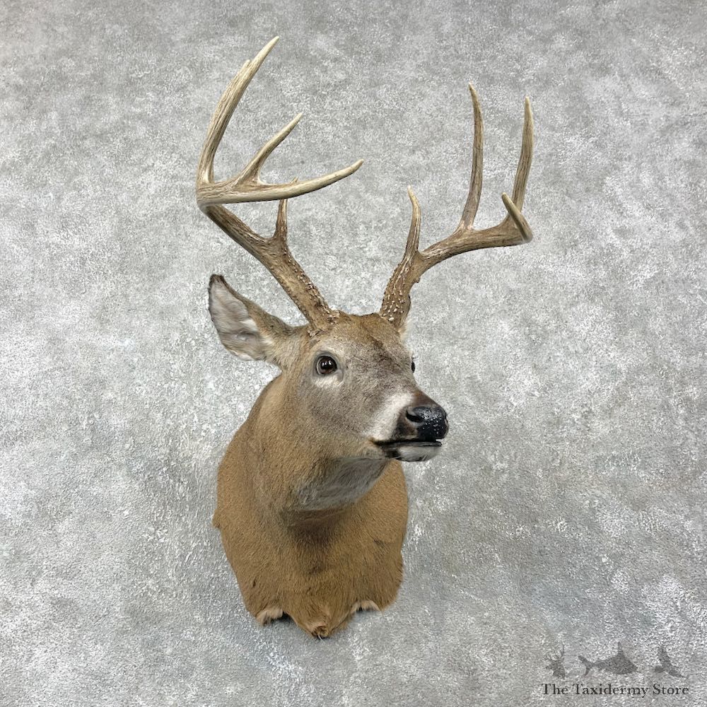 Whitetail Deer Shoulder Mount For Sale #25987 @ The Taxidermy Store