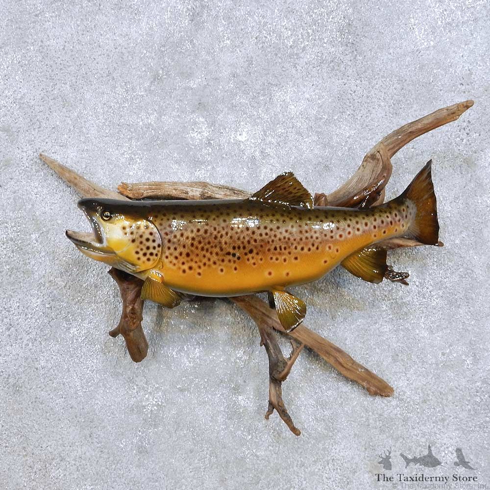 Brown Trout Fish Mount For Sale #14218 @ The Taxidermy Store