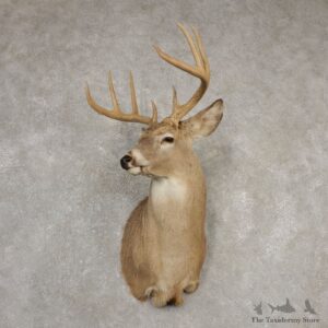 Whitetail Deer Shoulder Mount #20524 For Sale - The Taxidermy Store