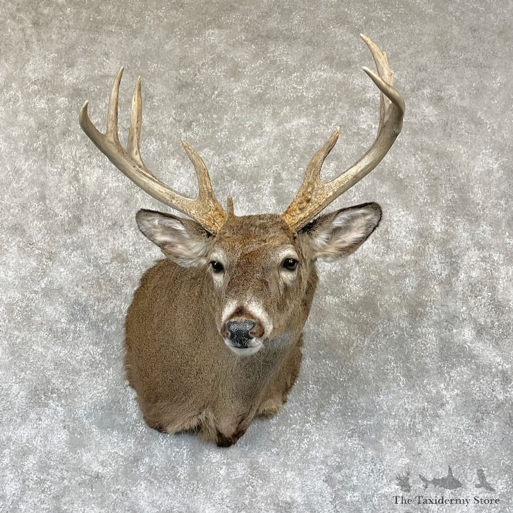 Whitetail Deer Shoulder Mount For Sale #28163 - The Taxidermy Store
