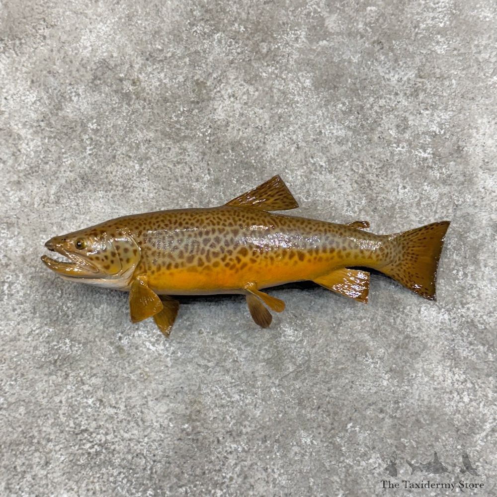 Tiger Trout Hybrid Fish Mount For Sale #29886 @ The Taxidermy Store