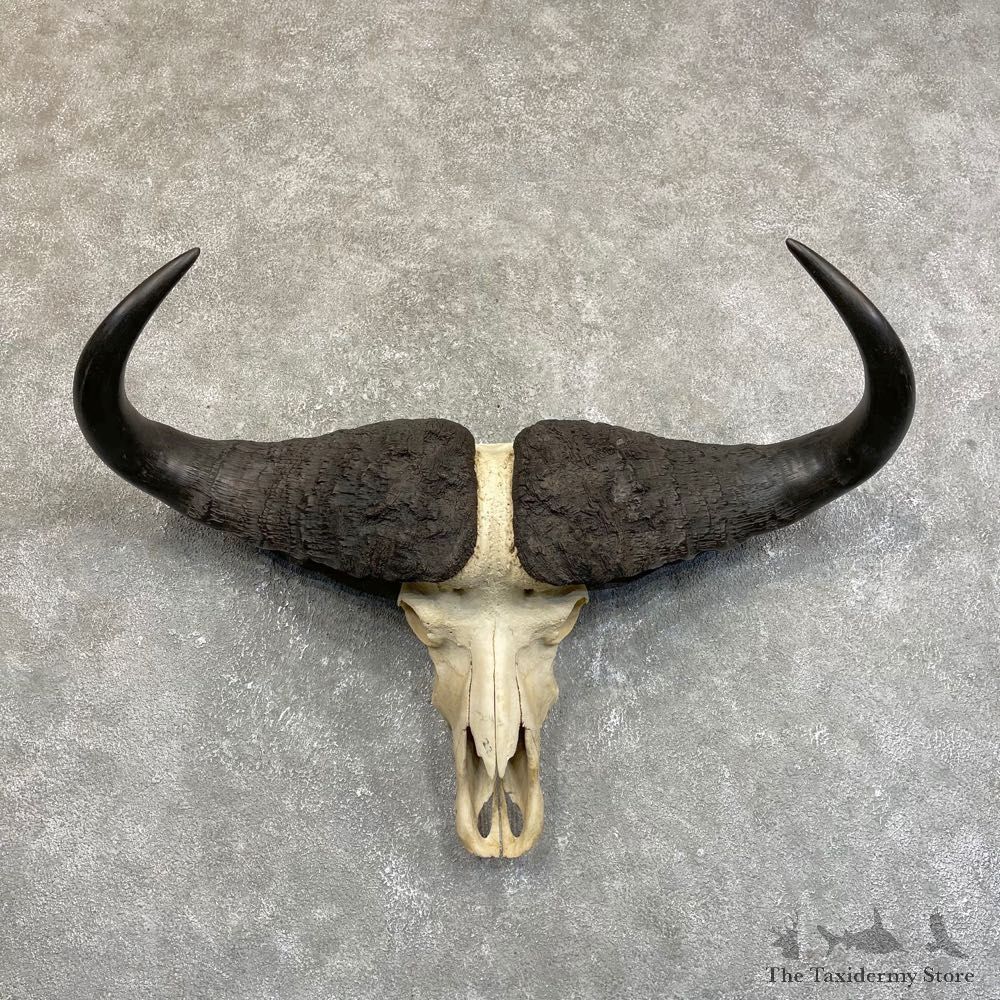 Cape Buffalo Skull Horns Mount For Sale #24234 For Sale @ The Taxidermy Store
