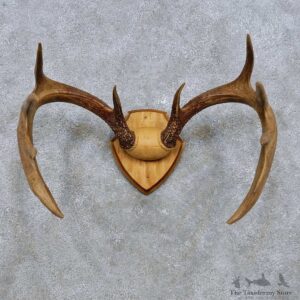 Whitetail Deer Antler Plaque Mount For Sale #14548 @ The Taxidermy Store