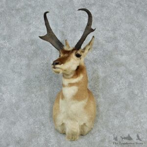 Pronghorn Taxidermy Head Mount #12856 For Sale @ The Taxidermy Store