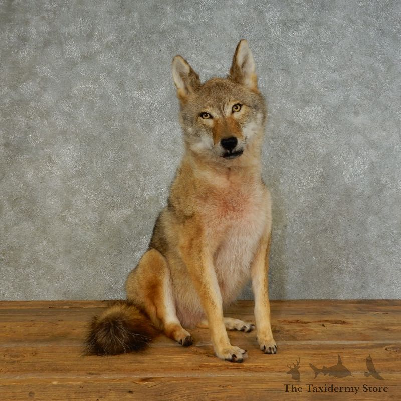 Sitting Coyote Life Size Mount #17088 For Sale @ The Taxidermy Store