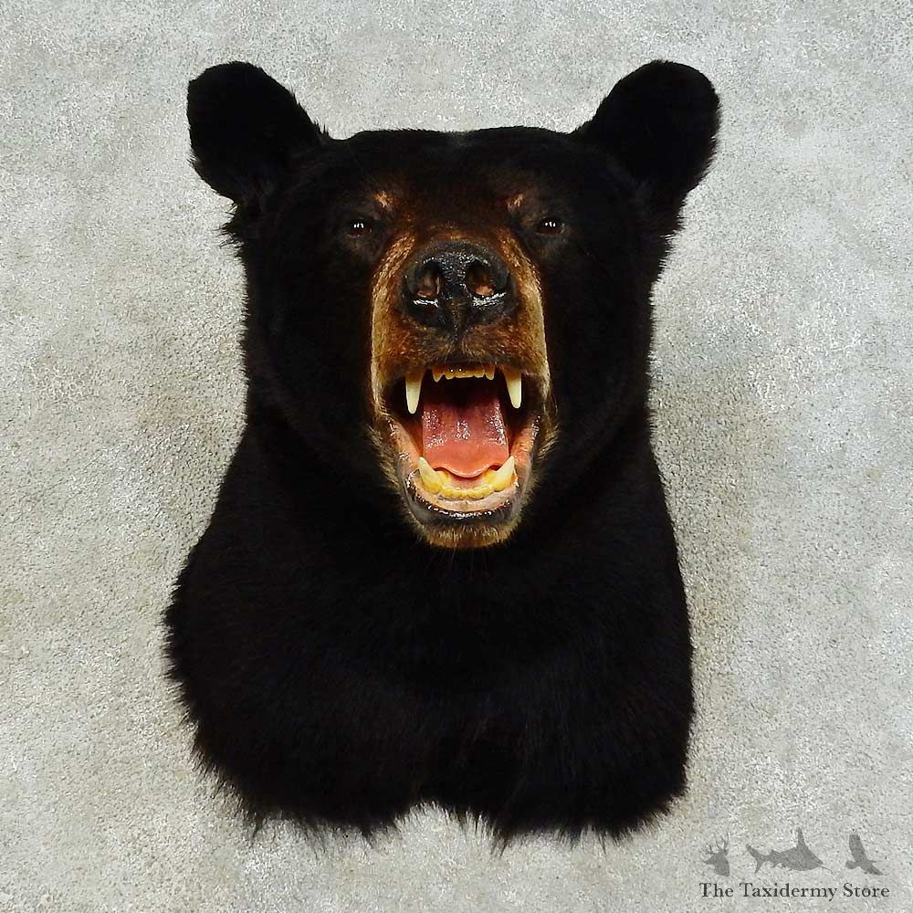 Black Bear Shoulder Mount For Sale #16344 @ The Taxidermy Store